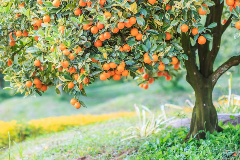 Fruit Tree Partner