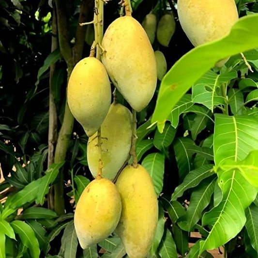 Amrapali Mango