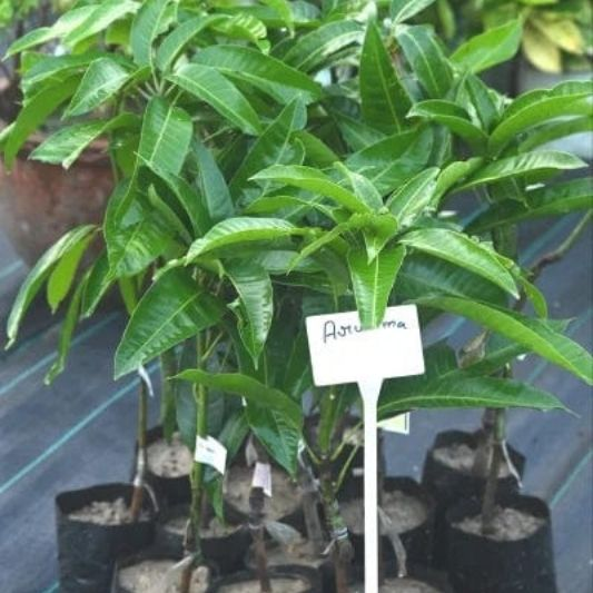 image_2025-11-21_130327050